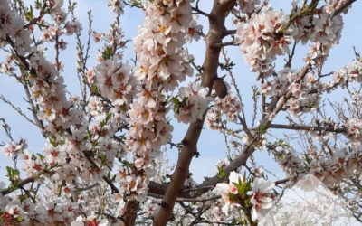 Ha arribat la primavera!