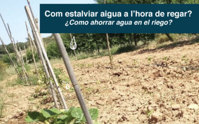 Com estalviar aigua a l’hora de regar? / ¿Como ahorrar agua en el riego?