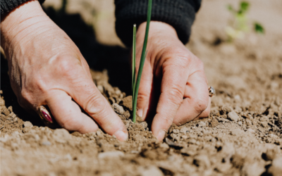 El programa d’ajuts per a actuacions d’eficiència energètica en explotacions agropecuàries