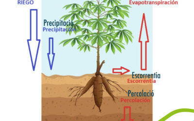 Com calcular la dosi de reg?