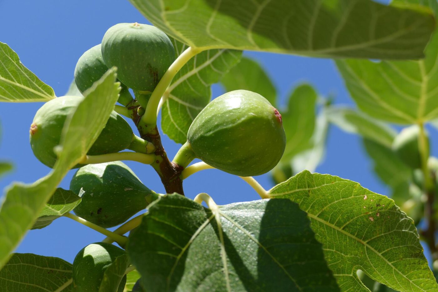 reg en figuera, reg figuera, figues, figa, regadiu, sistemes de reg