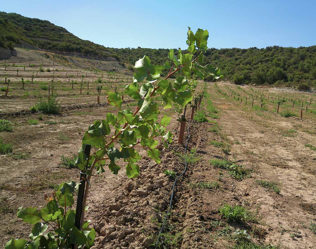 on posar la manguera, manguera, mangueres, goters, goteros