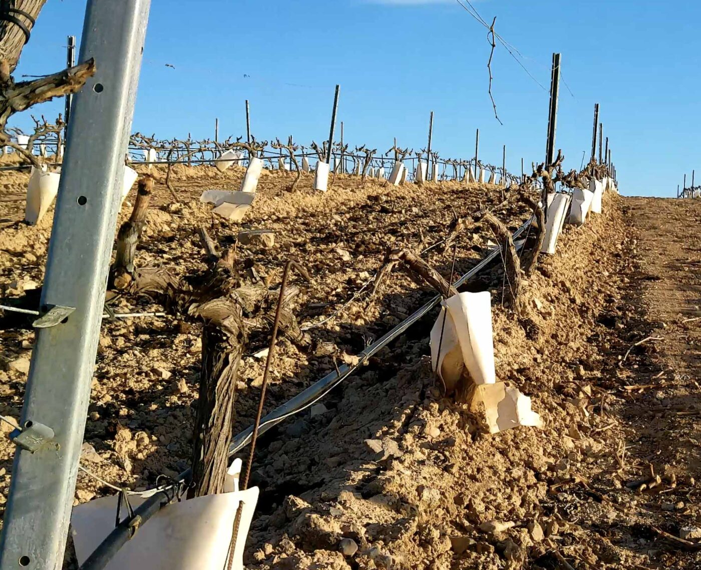 on posar la manguera, manguera, mangueres, goters, goteros, reg per degoteig, riego, sistemes de reg, manguera penjada, manega penjada